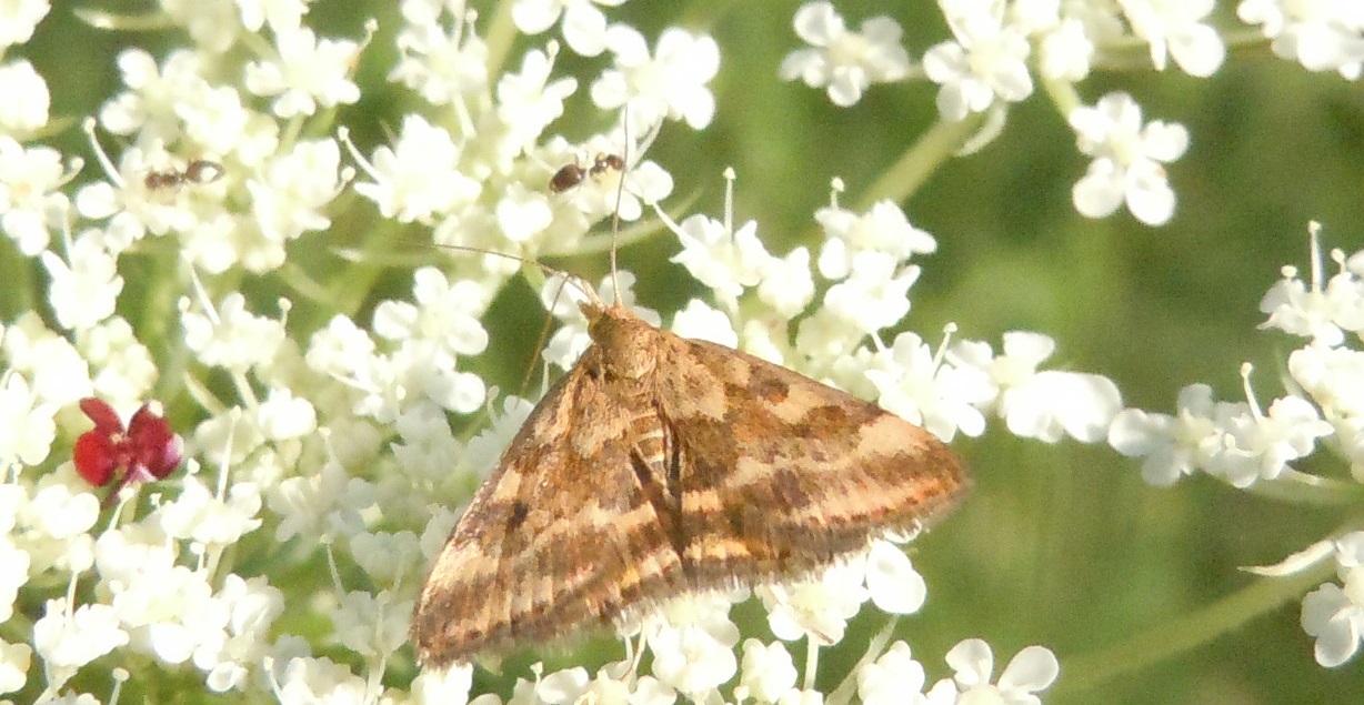 Pyrausta despicata